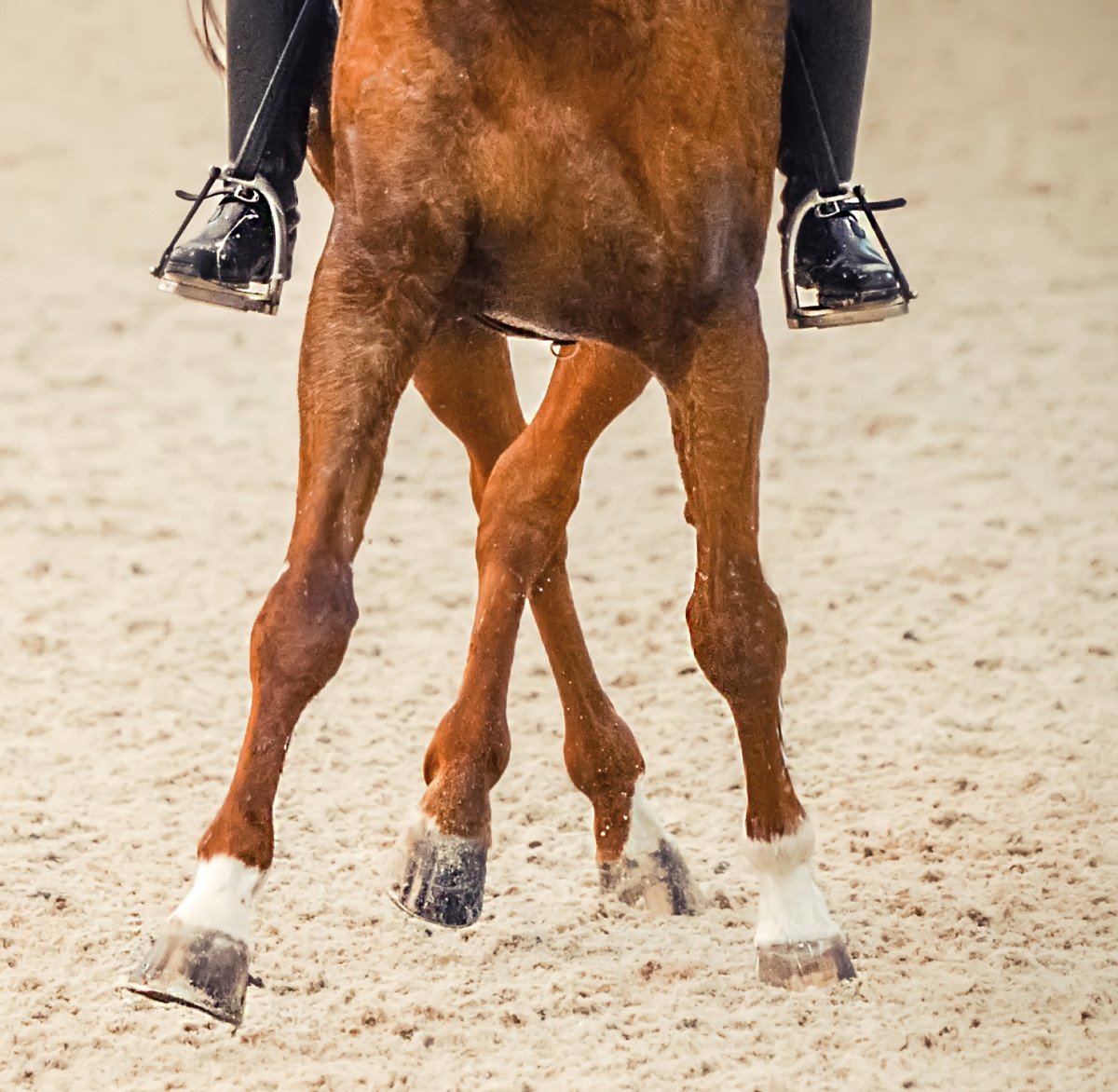 Rally 28th April - Working Equitation Classes